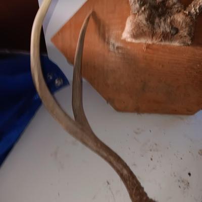 Two mounted antlers one on a board