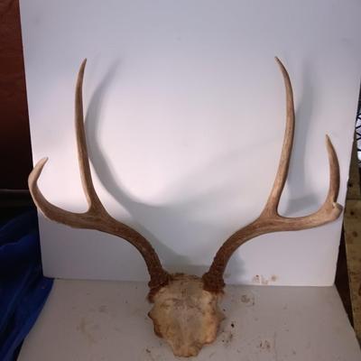 Two mounted antlers one on a board