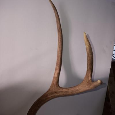 Two mounted antlers one on a board