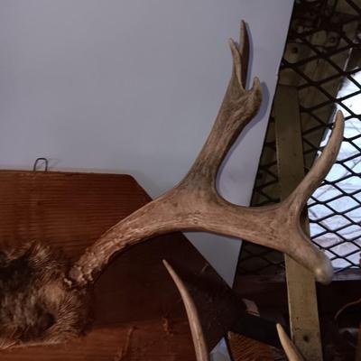 Two mounted antlers one on a board