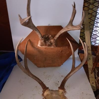 Two mounted antlers one on a board
