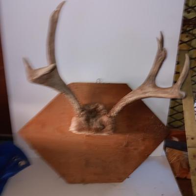 Two mounted antlers one on a board