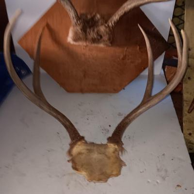 Two mounted antlers one on a board