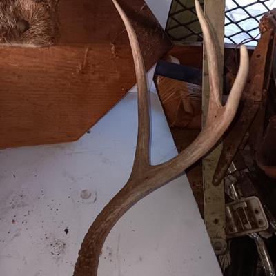 Two mounted antlers one on a board