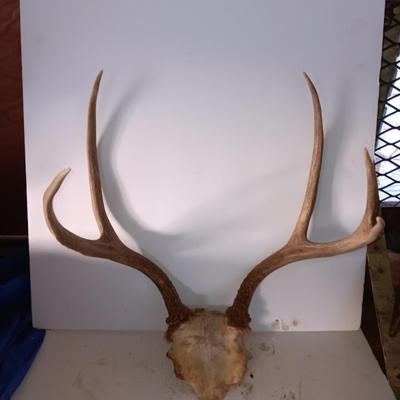 Two mounted antlers one on a board