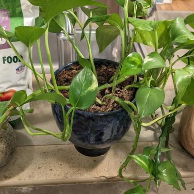 Live Potted Plants