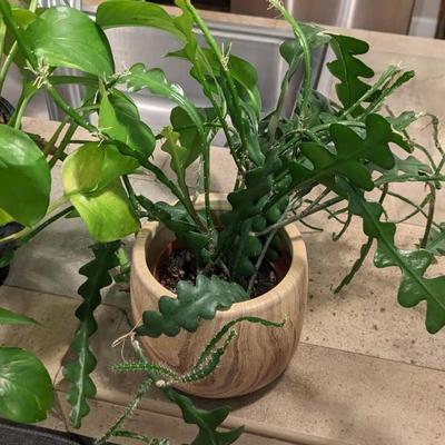 Live Potted Plants