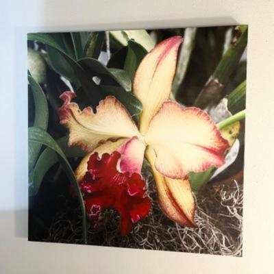 Gallery Wrap Orchid Canvas Print ~ 37