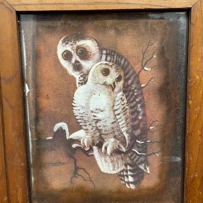 Framed Owl Pictures