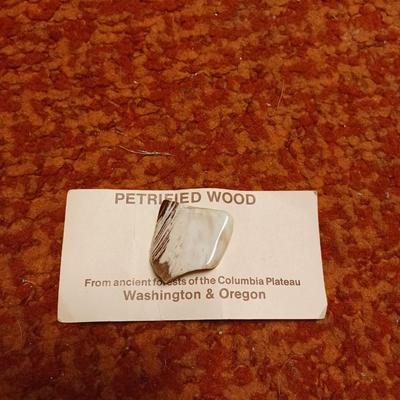 Washington petrified wood