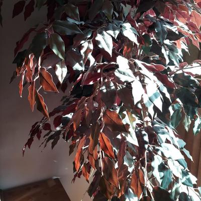 Large Faux Ficus Tree (B3-BBL)