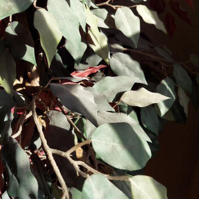 Large Faux Ficus Tree (B3-BBL)