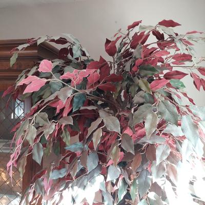 Large Faux Ficus Tree (B3-BBL)