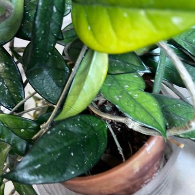 Plant. 
