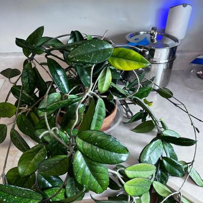 Plant. 
