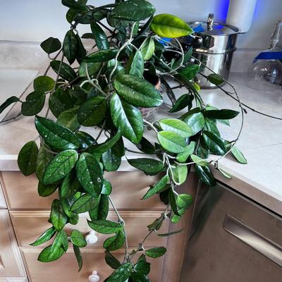 Plant. 