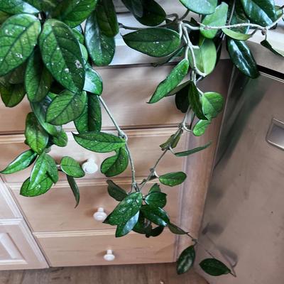 Plant. 