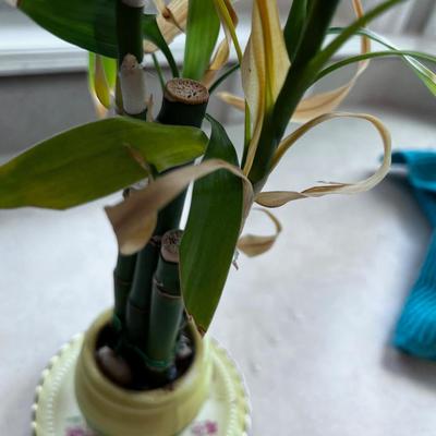 Bamboo Plant 