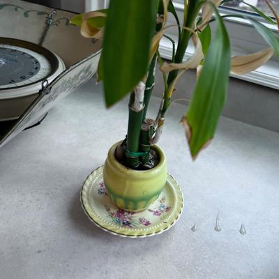 Bamboo Plant 