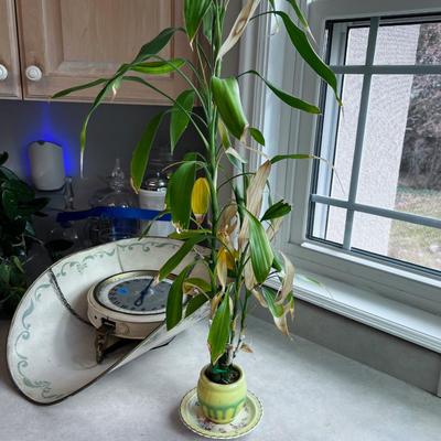Bamboo Plant 
