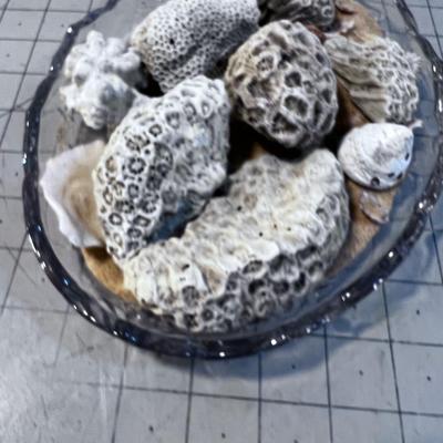 Sea Shells in Sand on Glass Dish 