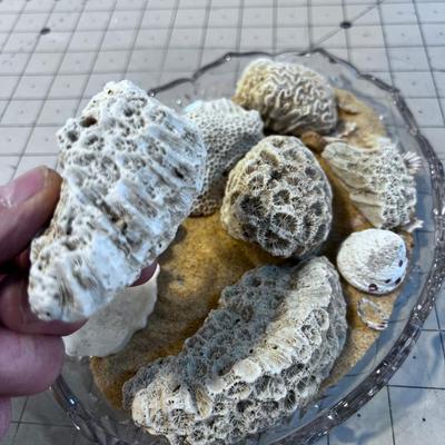 Sea Shells in Sand on Glass Dish 