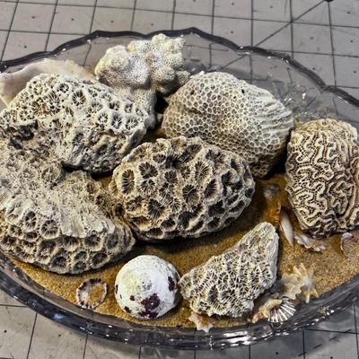 Sea Shells in Sand on Glass Dish 