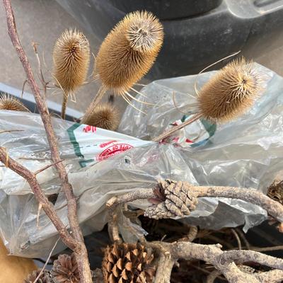 Dried flowers and other