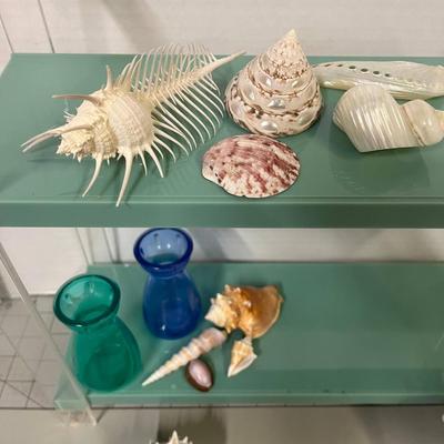 Seashells with Displays