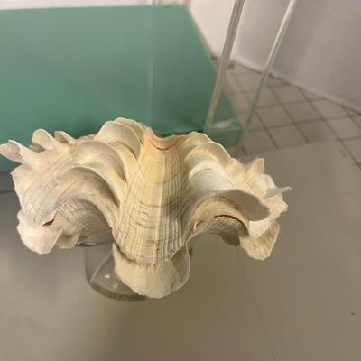 Seashells with Displays