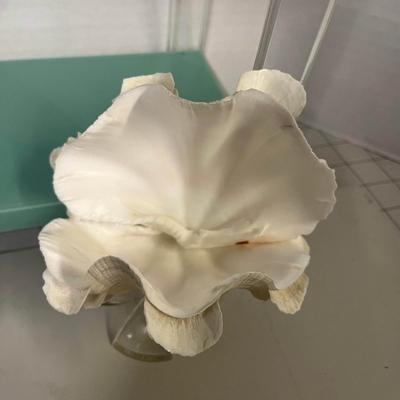 Seashells with Displays