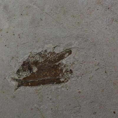 KNIGHTIA Fish Fossil Mid-Eocene, @ 50,000,000 Years Old 13.25â€x 11â€x .75â€
