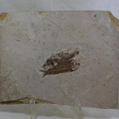 KNIGHTIA Fish Fossil Mid-Eocene, @ 50,000,000 Years Old 13.25â€x 11â€x .75â€