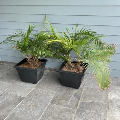 Pair (2) Palm Trees