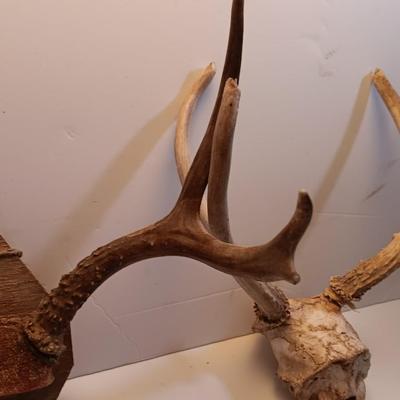 Two sets of antlers