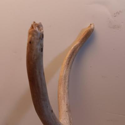 Two sets of antlers