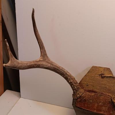 Two sets of antlers