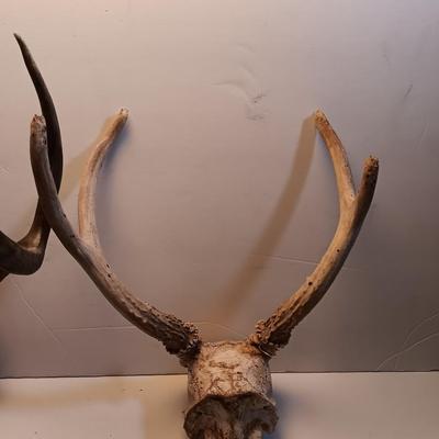 Two sets of antlers