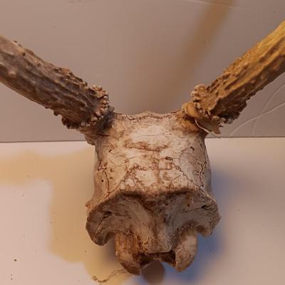 Two sets of antlers