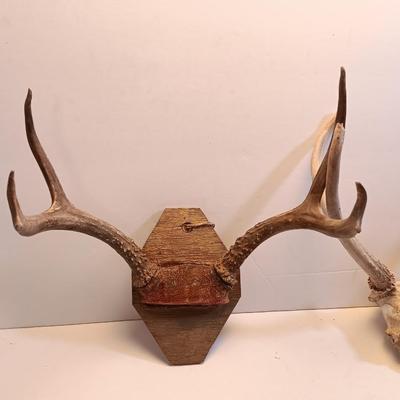 Two sets of antlers