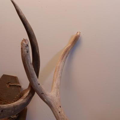 Two sets of antlers