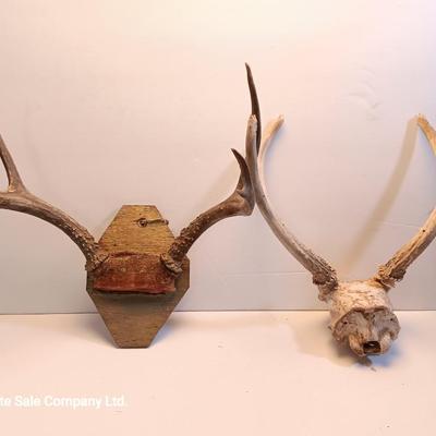 Two sets of antlers