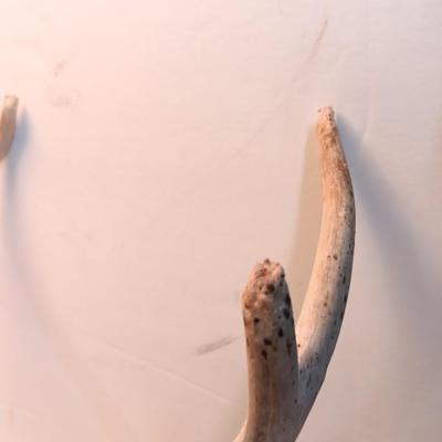 Two sets of antlers