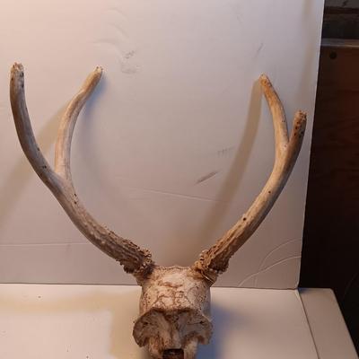 Two sets of antlers