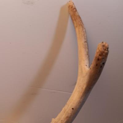 Two sets of antlers