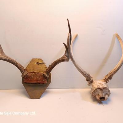 Two sets of antlers