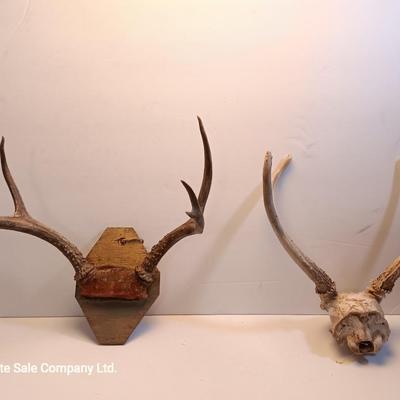 Two sets of antlers