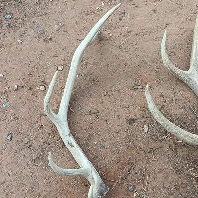 Two ELK antlers