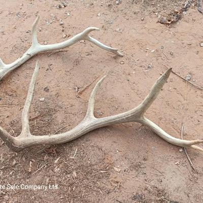 Two ELK antlers