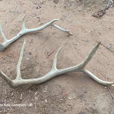 Two ELK antlers